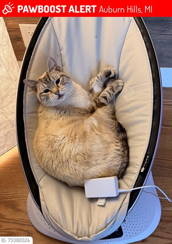Lost Male Cat last seen Lake in the Hills Mobile Home Park, Auburn Hills, MI 48326