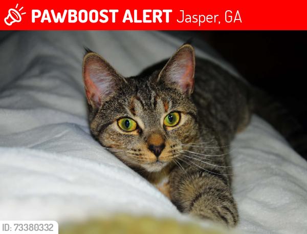 Lost Female Cat last seen Pickens County Animal Rescue Vets. Ran behind the building, Jasper, GA 30143