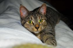 Lost Female Cat last seen Pickens County Animal Rescue Vets. Ran behind the building, Jasper, GA 30143