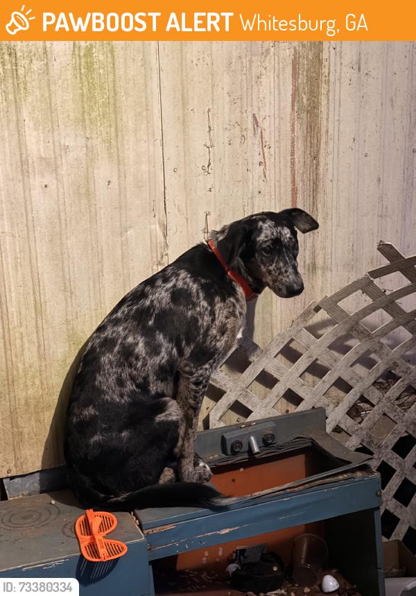 Found/Stray Female Dog last seen Springer Rd, Whitesburg, GA 30185