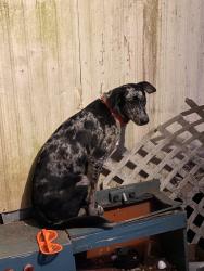 Found/Stray Female Dog last seen Springer Rd, Whitesburg, GA 30185