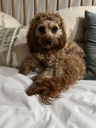 Reunited Female Dog last seen Near s pacific st, Oceanside, CA 92054