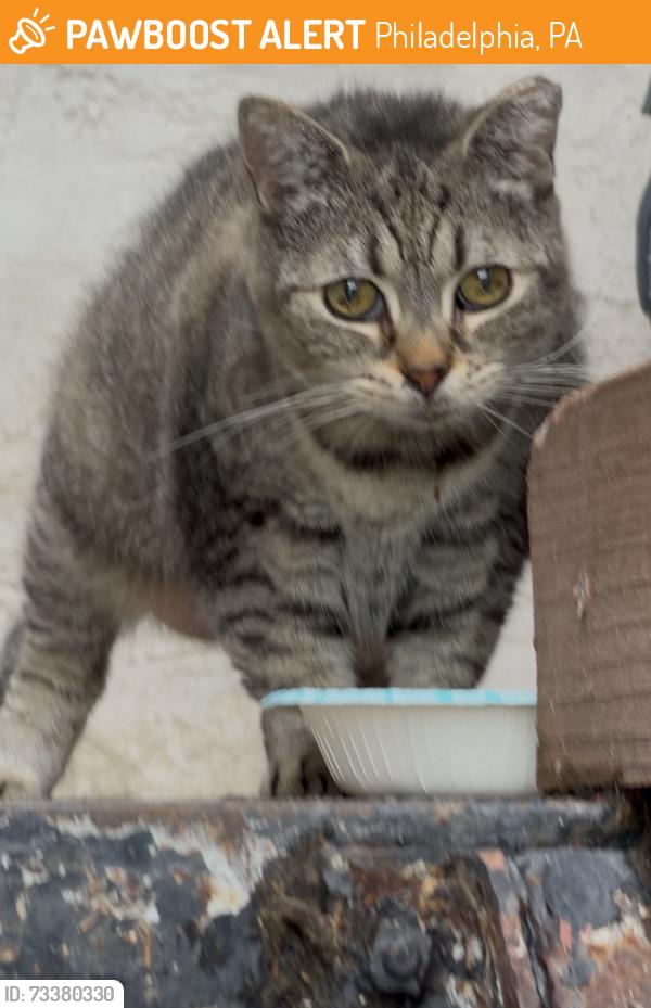 Found/Stray Female Cat last seen Broad & Bigler street, Philadelphia, PA 19148