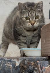 Found/Stray Female Cat last seen Broad & Bigler street, Philadelphia, PA 19148