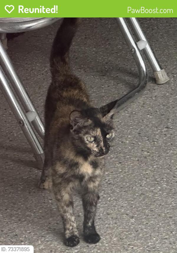 Reunited Unknown Cat last seen Kinhega and Briar Branch Trl, Tallahassee, FL 32312