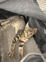 Found/Stray Male Cat last seen 20th & N NW, Washington, DC 20036