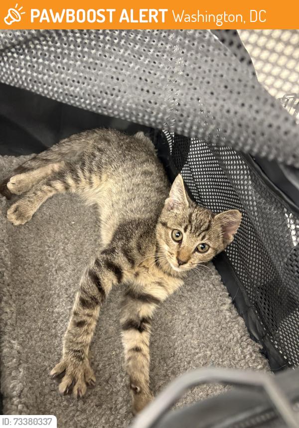 Found/Stray Male Cat last seen 20th & N NW, Washington, DC 20036