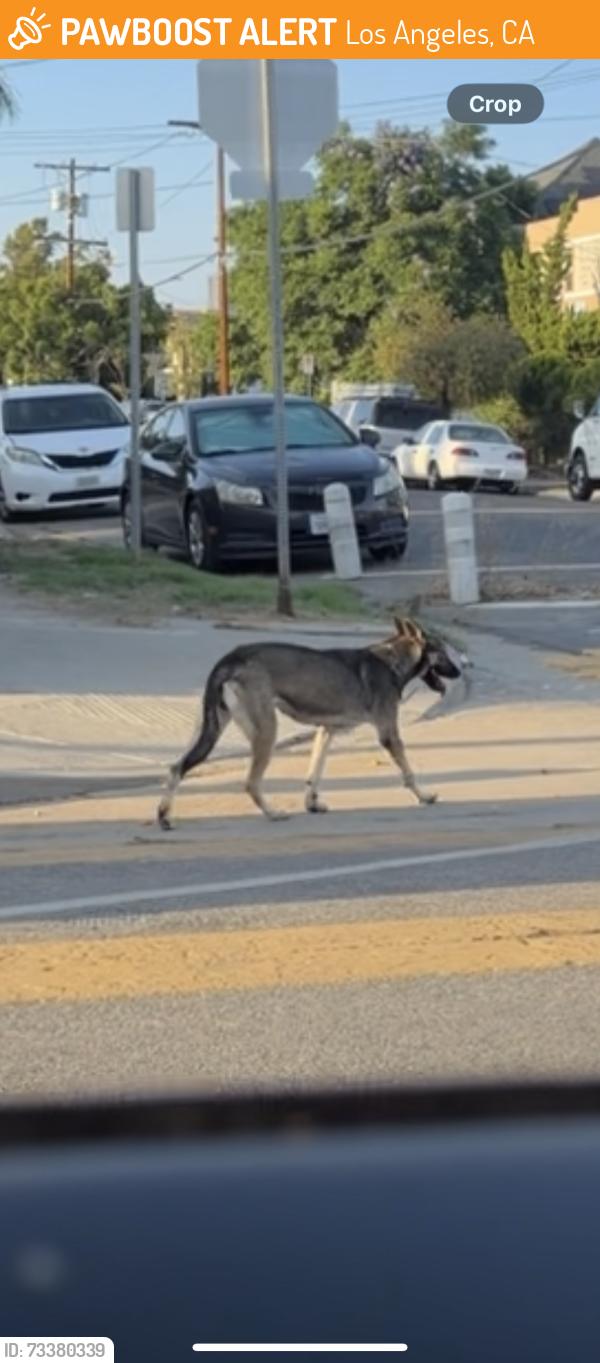 Found/Stray Female Dog last seen Olympic and Dewey, Los Angeles, CA 90006