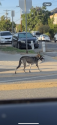 Found/Stray Female Dog last seen Olympic and Dewey, Los Angeles, CA 90006