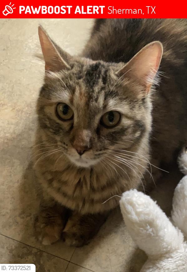 Lost Female Cat last seen S Walnut St and E Martin Ln, Sherman, TX 75090
