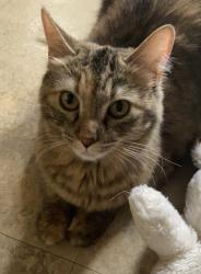 Lost Female Cat last seen S Walnut St and E Martin Ln, Sherman, TX 75090