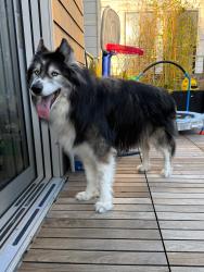Reunited Male Dog last seen Day & Dolores, San Francisco, CA 94110
