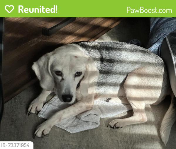 Reunited Female Dog last seen Orchard, Saint Johns, FL 32259
