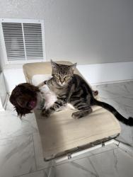 Lost Male Cat last seen By the railroad tracks on grand Ave, Mineral Township, MO 64755