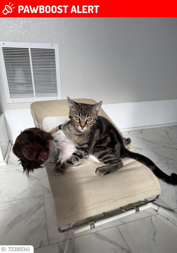 Lost Male Cat last seen By the railroad tracks on grand Ave, Mineral Township, MO 64755