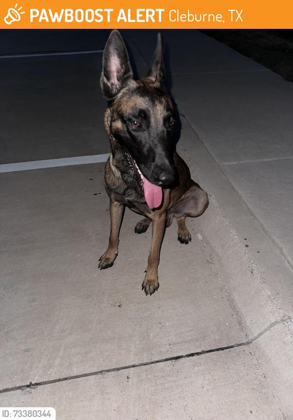 Found/Stray Male Dog last seen Kilpatrick street, Cleburne, TX 76033