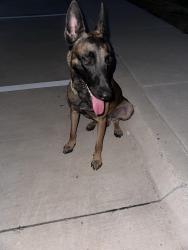 Found/Stray Male Dog last seen Kilpatrick street, Cleburne, TX 76033