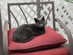 Lost Male Cat last seen Delaware St. Between Main & Garfield; Near Trader Joe’s, Huntington Beach, CA 92648