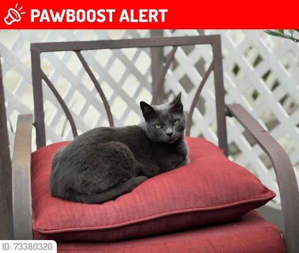 Lost Male Cat last seen Delaware St. Between Main & Garfield; Near Trader Joe’s, Huntington Beach, CA 92648