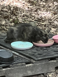 Found/Stray Unknown Cat last seen Near Patrick Street, Daphne, AL 36526