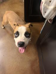 Found/Stray Male Dog last seen Randolph Rd and Billingsley, Charlotte NC, Charlotte, NC 28211