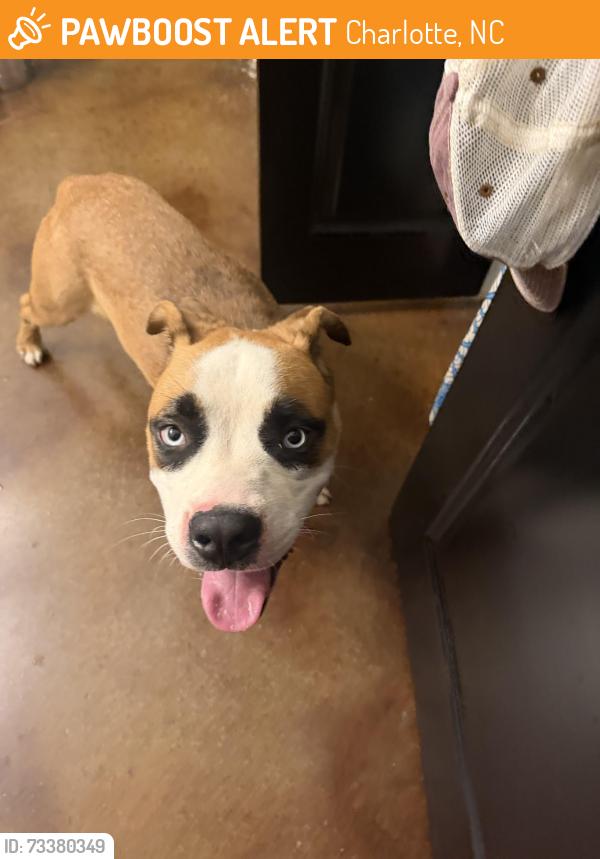 Found/Stray Male Dog last seen Randolph Rd and Billingsley, Charlotte NC, Charlotte, NC 28211