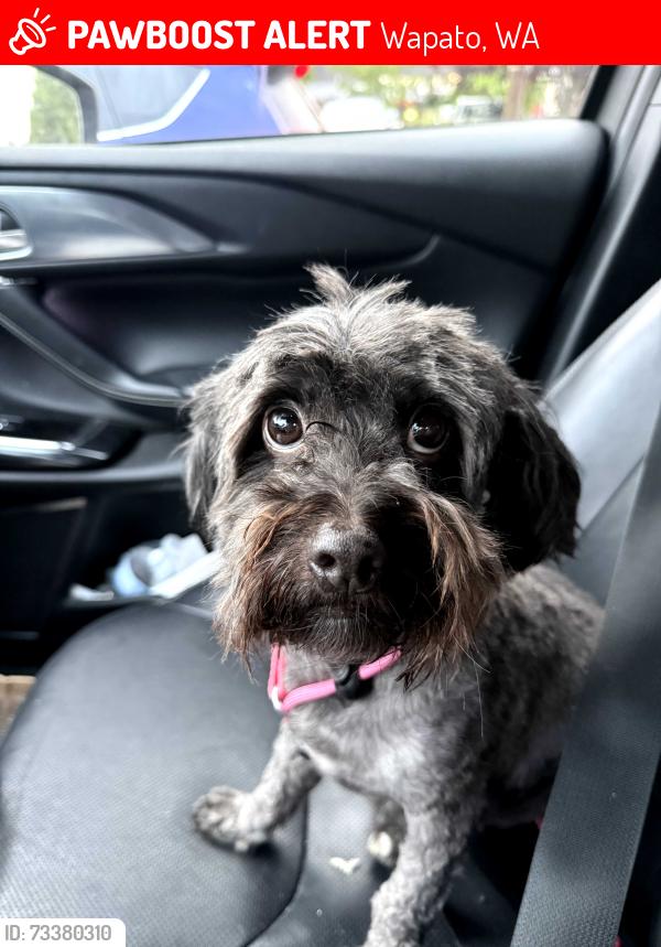 Lost Male Dog last seen Ran away from wapato maybe of the railroad tracks going from Wapato to Toppenish or main road going from Wapato to Toppenish, Wapato, WA 98951
