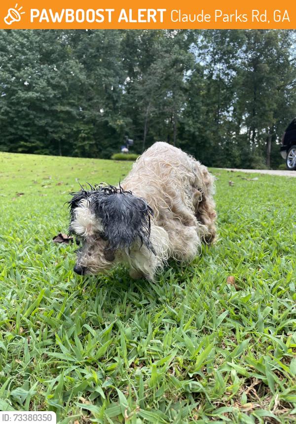 Found/Stray Unknown Dog last seen Hall/Lumpkin county line on Claude Parks Rd Murrayville, Claude Parks Rd, GA 30564