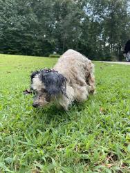 Found/Stray Unknown Dog last seen Hall/Lumpkin county line on Claude Parks Rd Murrayville, Claude Parks Rd, GA 30564