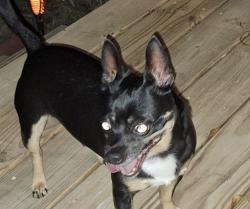Reunited Male Dog last seen Brookshire Rd, Asheville, NC 28803