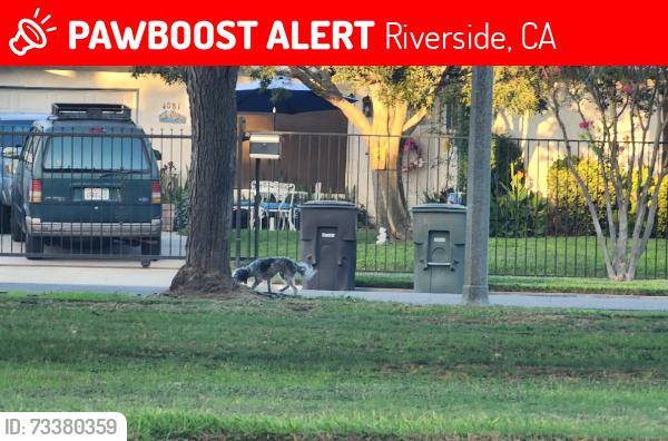 Lost Unknown Dog last seen Baseball Field, Riverside, CA 92503