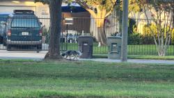 Lost Unknown Dog last seen Baseball Field, Riverside, CA 92503