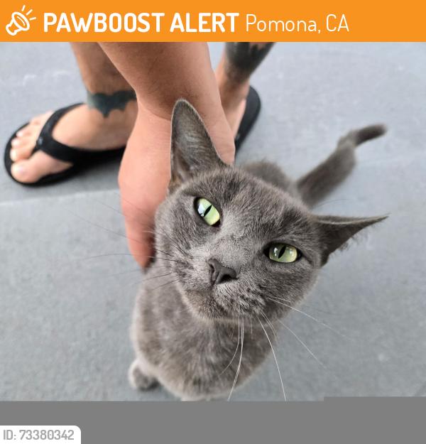 Found/Stray Unknown Cat last seen White, Pomona, CA 91799