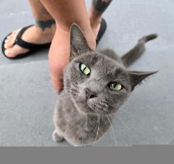 Found/Stray Unknown Cat last seen White, Pomona, CA 91799