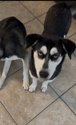 Reunited Female Dog last seen 40th street s/ 5th ave s, St. Petersburg, FL 33711