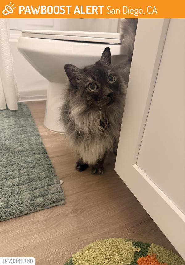 Found/Stray Unknown Cat last seen Mississippi street, San Diego, CA 92104