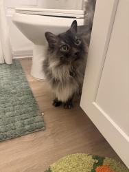 Found/Stray Unknown Cat last seen Mississippi street, San Diego, CA 92104
