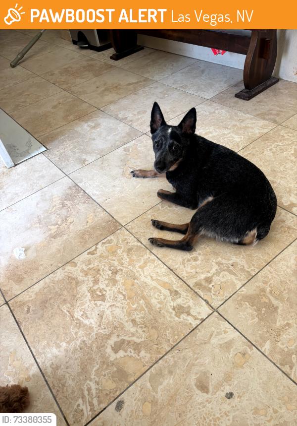 Found/Stray Female Dog last seen Pioneer park near Buffalo and Vegas dr, Las Vegas, NV 89128
