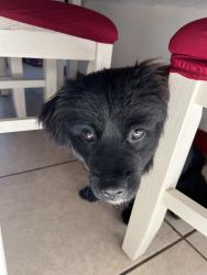 Found/Stray Male Dog last seen c street, Oxnard, CA 93033