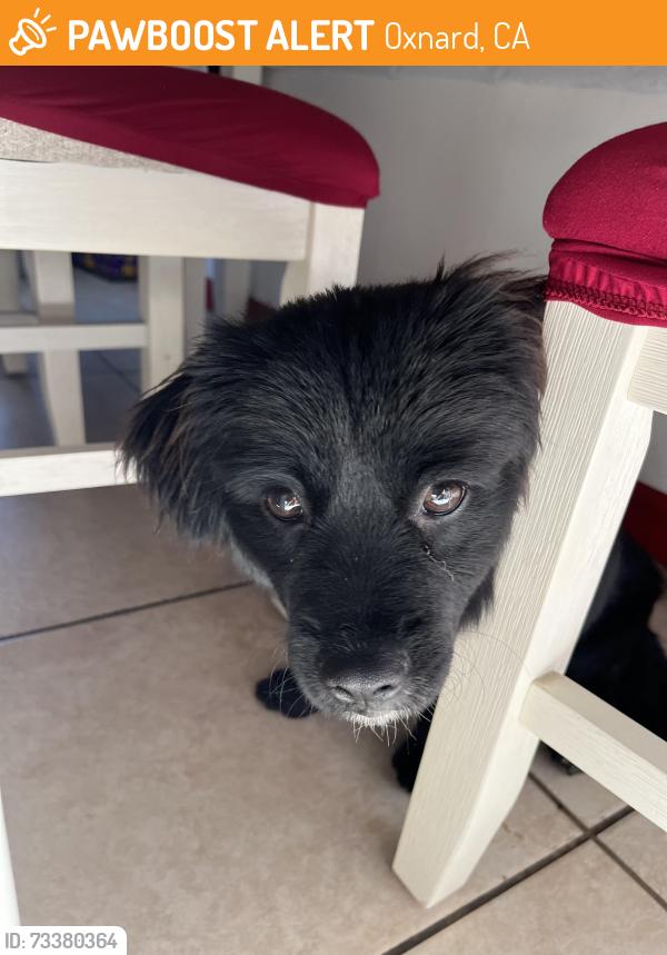 Found/Stray Male Dog last seen c street, Oxnard, CA 93033
