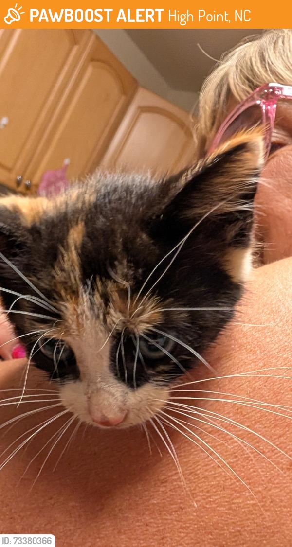 Found/Stray Unknown Cat last seen Brtherl drive, High Point, NC 27260