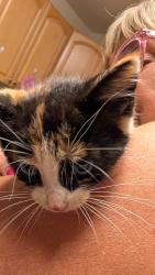 Found/Stray Unknown Cat last seen Brtherl drive, High Point, NC 27260