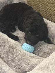 Reunited Male Dog last seen Riverfront apmts, South Salt Lake, UT 84119