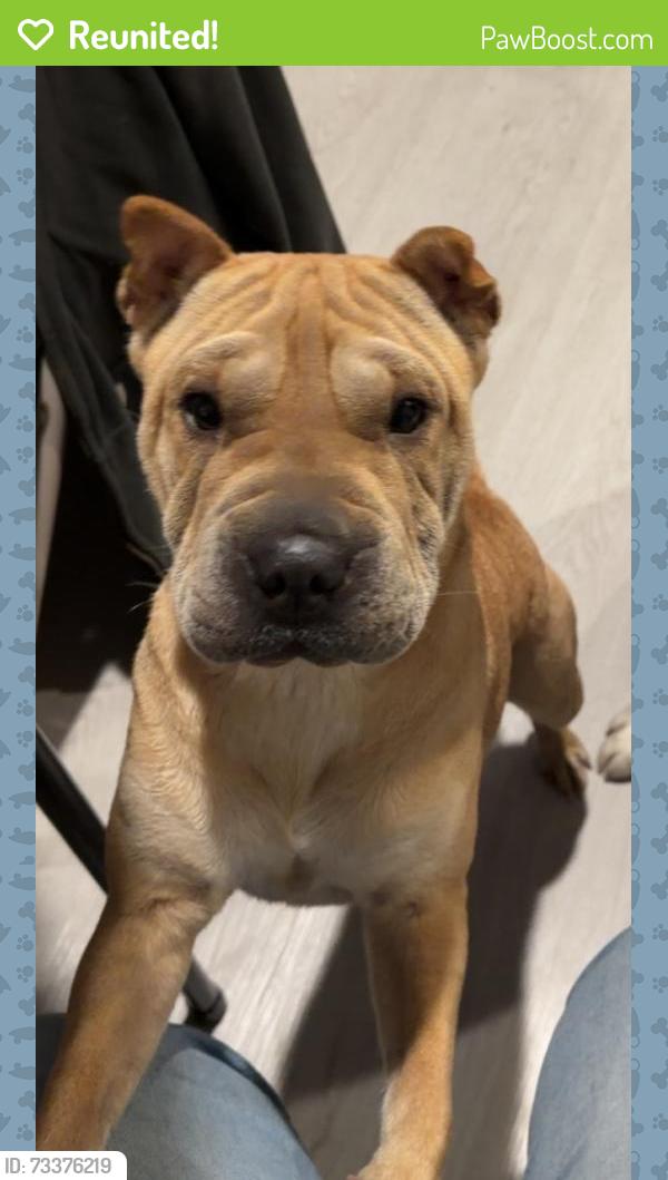 Reunited Female Dog last seen Heritage lane and exposition blvd, Sacramento, CA 95815