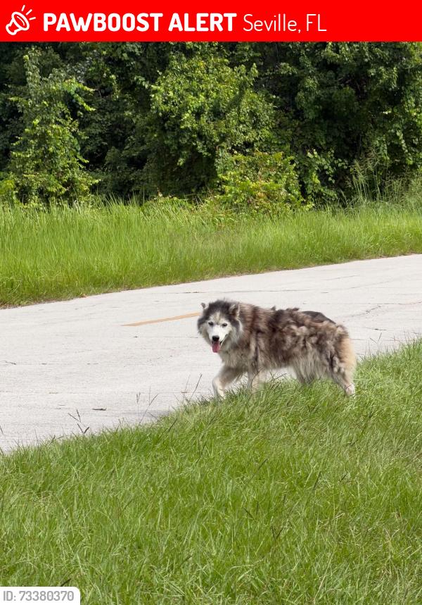Lost Female Dog last seen About 3 miles from highway 17, Seville, FL 32190