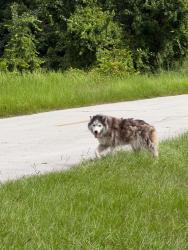 Lost Female Dog last seen About 3 miles from highway 17, Seville, FL 32190
