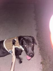 Found/Stray Male Dog last seen Back to REA store, Burlington, NC 27216
