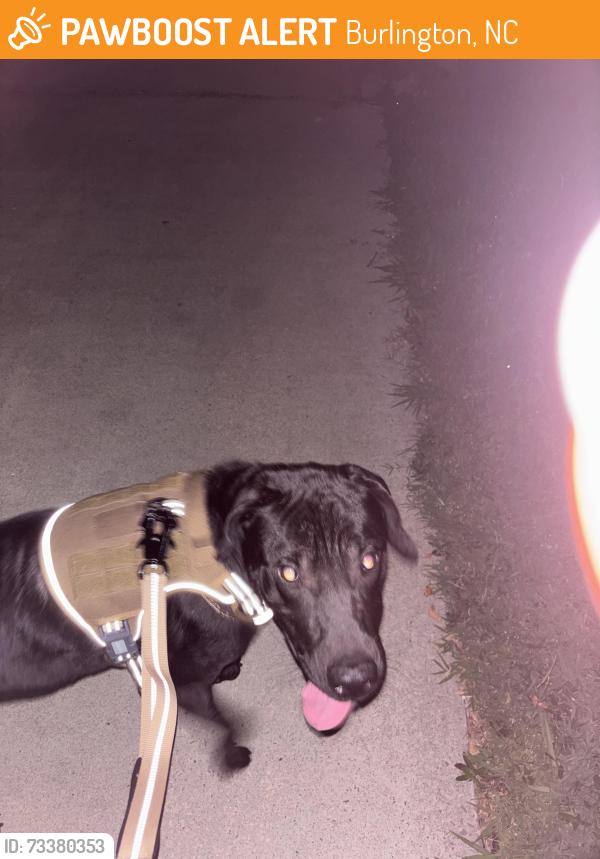 Found/Stray Male Dog last seen Back to REA store, Burlington, NC 27216