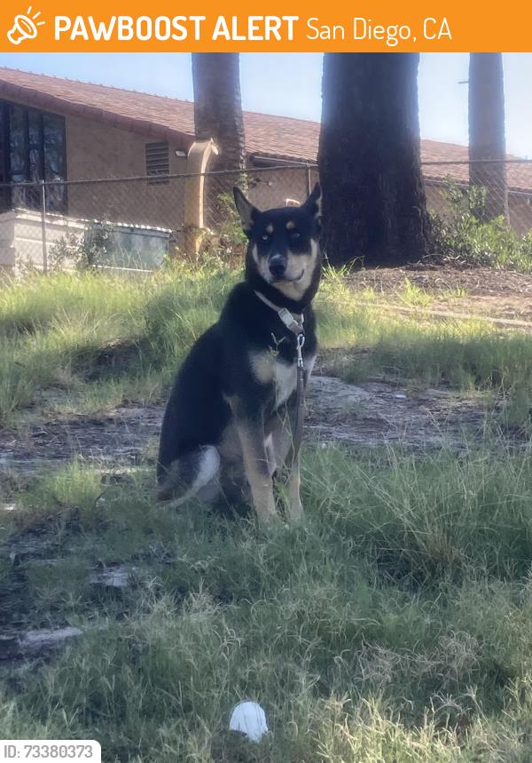 Found/Stray Male Dog last seen Emerald Hills Park, San Diego, CA 92114