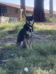 Found/Stray Male Dog last seen Emerald Hills Park, San Diego, CA 92114